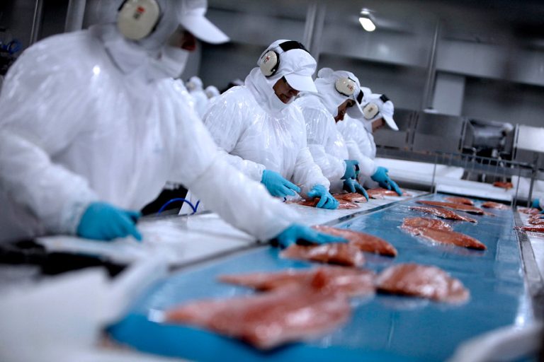Estudio emite lapidaria calificación a industria salmonera en Chile: Recomienda 