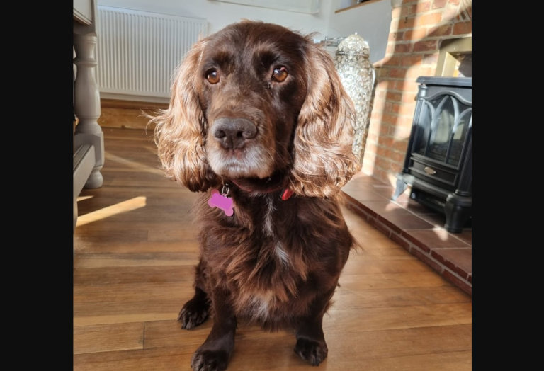 Tras 8 años separadas: El conmovedor reencuentro de una mujer con su perrita que fue robada en 2013