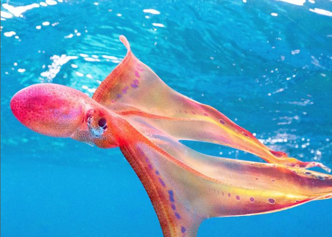 [VIDEO] El increíble encuentro que tuvo una bióloga marina con un pulpo manta