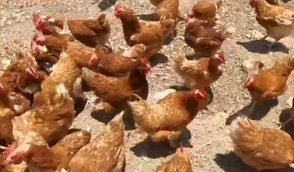 Huevos a prueba: ¿Hay diferencias entre los de criadero y los de gallinas libres?