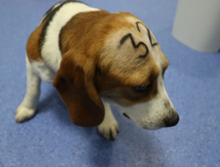 Indignación en España: Sacrificarán a más de 30 cachorros luego de experimentar con ellos