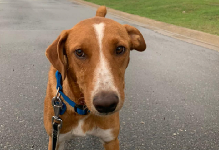 “Licenciado en dar amor incondicional”: Crean CV a perrito para que pueda ser adoptado