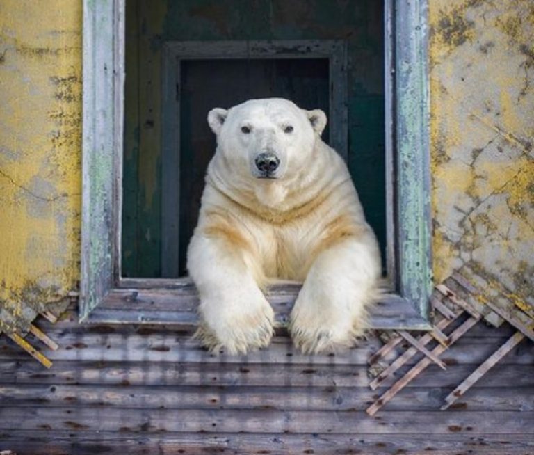Grupo de osos polares se toman edificios en isla abandonada en Rusia