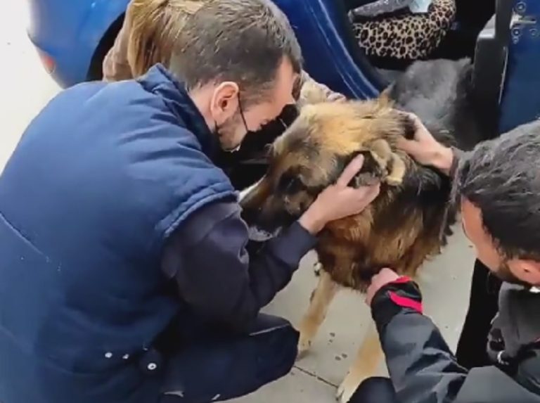 Perro se reencontró con su familia tras siete años perdido: Dueño murió buscándolo