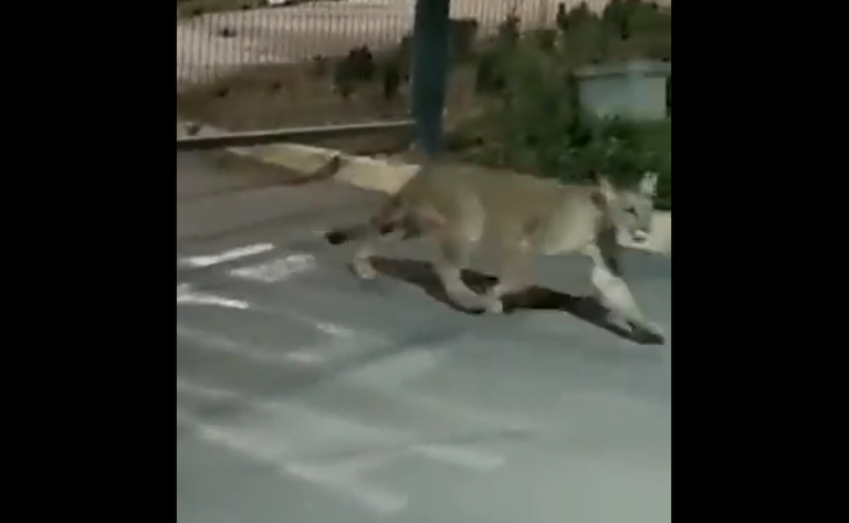 Graban a puma en sector de San Carlos de Apoquindo: Ingresó a un recinto privado