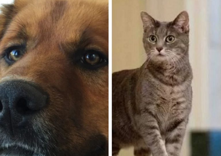 Crece la red internacional de Brownie: La Casa Blanca presenta a su nueva mascota