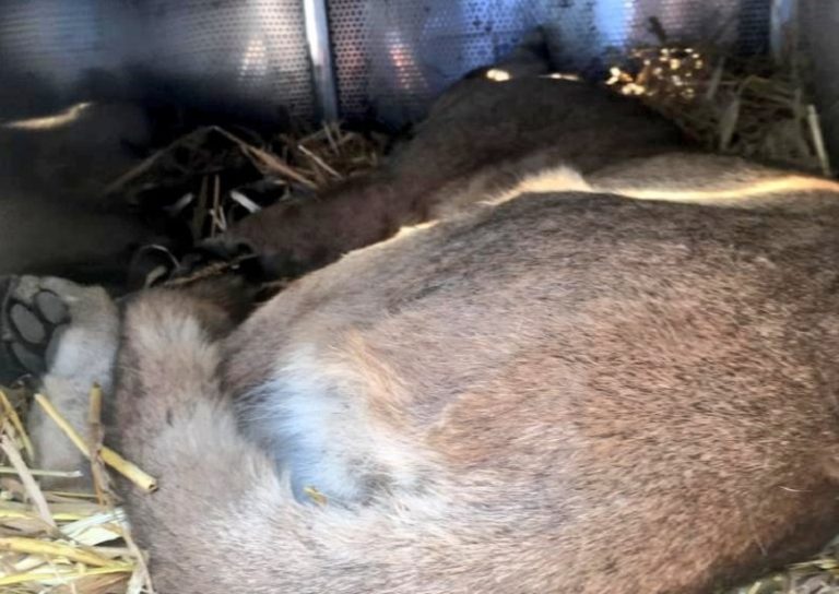 Puma fue capturado en Lo Barnechea: Atacó mortalmente a un perro poodle