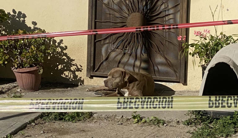 Perro de periodista asesinada la sigue esperando en la puerta de su casa