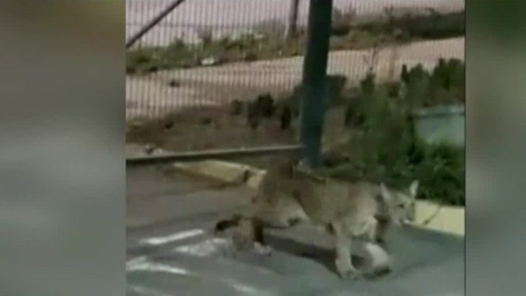 Un puma suelto en Las Condes: Avistan a felino recorriendo las cercanías de San Carlos de Apoquindo