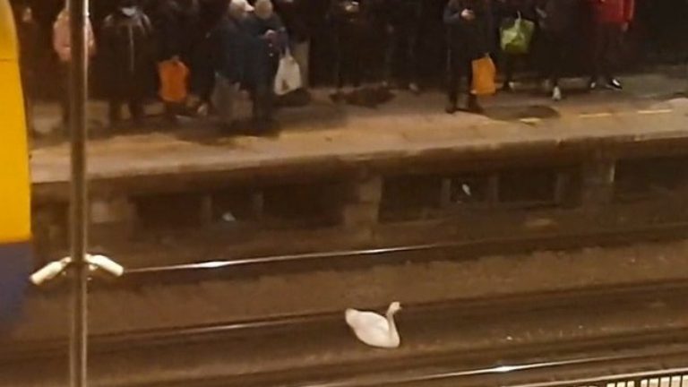 Cisne paralizó servicio de trenes en Londres durante casi dos horas