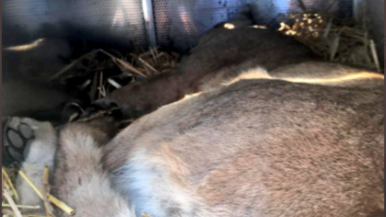 Arriesgada reacción: Dueña de perrita atacada por puma en Lo Barnechea intentó rescatarlo golpeándolo con un palo