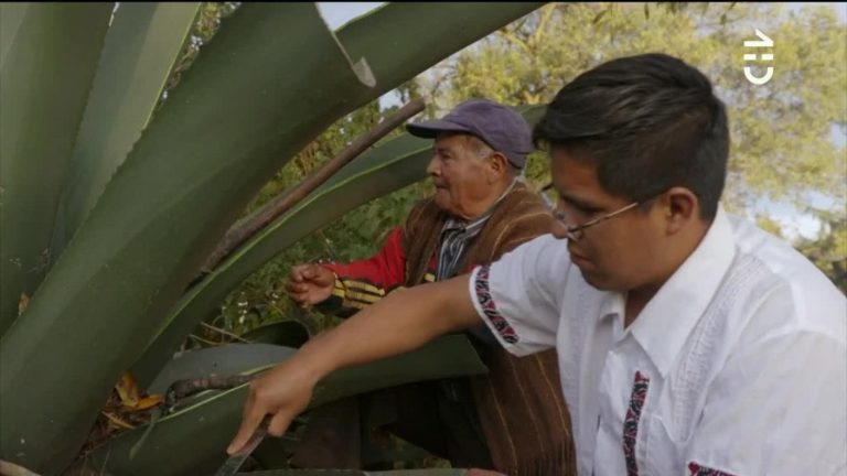 Tlachiquero: Un oficio ancestral para los Mazahuas