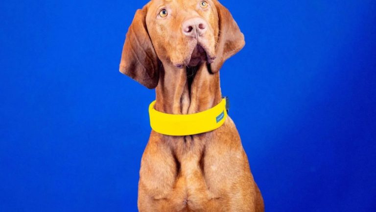 Este es el collar inteligente que permite monitorear la salud de tu perro