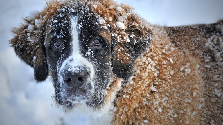Perro callejero salvó a niña de 10 años de morir congelada en una tormenta de nieve