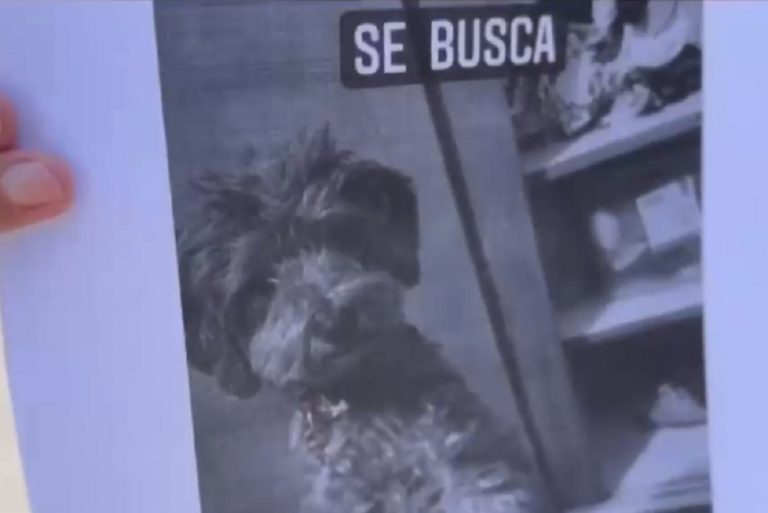 Mujer ofrece todos sus ahorros para vivienda como recompensa: Busca a mascota perdida