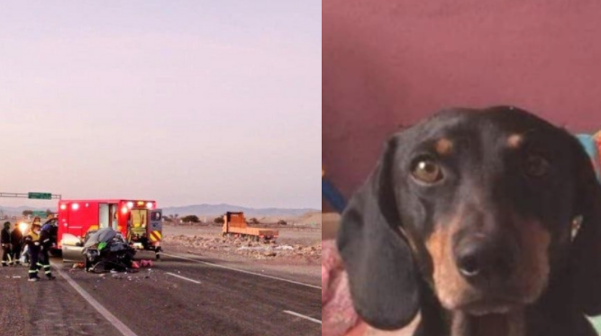 Matrimonio murió en accidente: hijas sobrevivientes buscan recuperar a mascota que escapó en el desierto