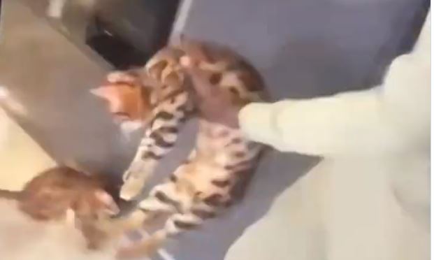 Futbolista de la Premier fue grabado maltratando a su gato: Lo pateó y le pegó una cachetada