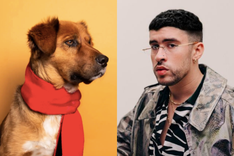 Perrea solo: Brownie quedó 