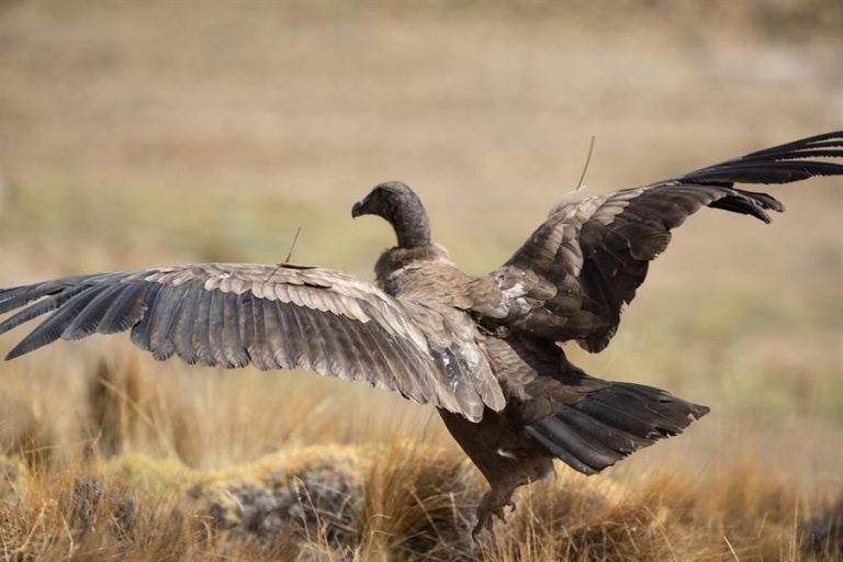 [FOTOS] Tras ser rehabilitados: Cóndores emprenden el vuelo por primera vez en el Parque Nacional Patagonia