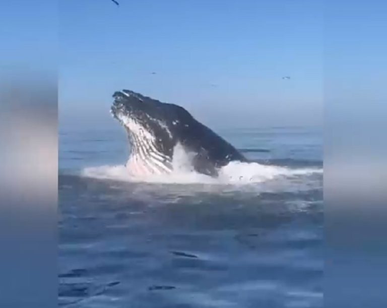 Sorpresivos avistamientos: ¿Cómo vacacionar sin dañar la fauna?