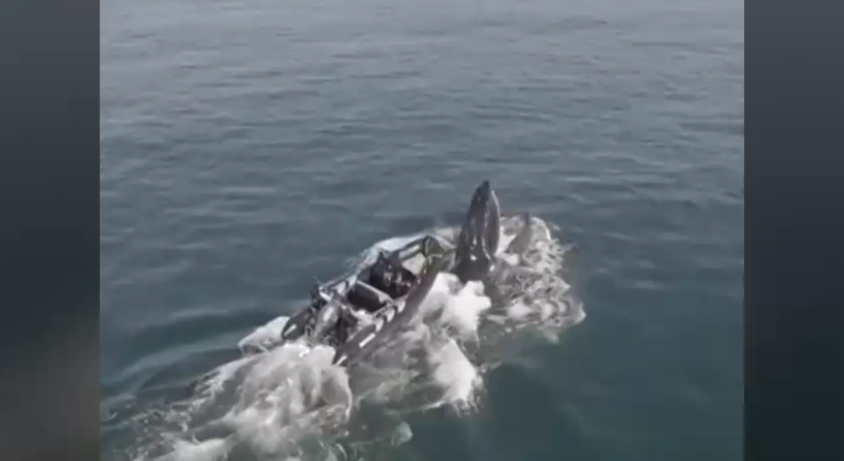 Buscaba alimento: Captan a ballena atrapada en una embarcación en Hornitos