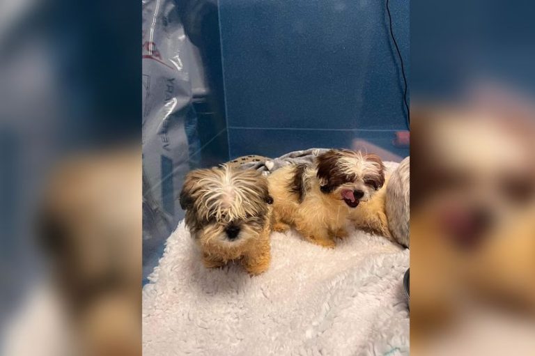 Perrito lucha por su vida tras ser encontrado junto a otros 7 cachorros en una bolsa de basura