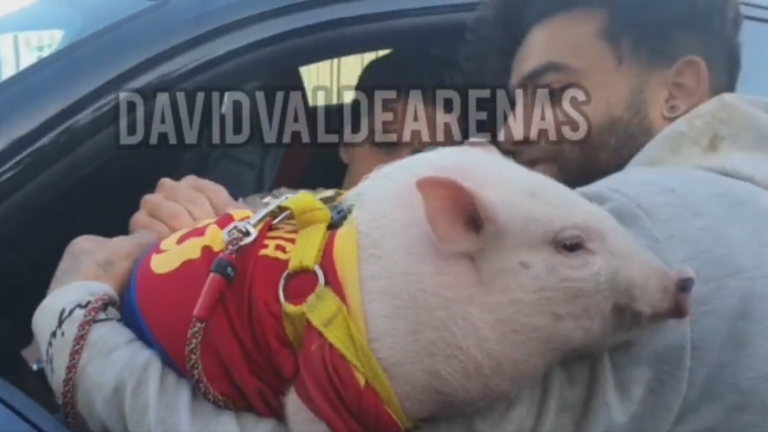 ¿El autógrafo más raro de la década? Jugador del Barcelona firmó a un cerdito que vestía la camiseta del cuadro culé