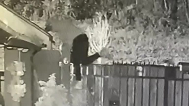 Reincidencia delictual: 5 delincuentes registran más de 400 detenciones y están en libertad