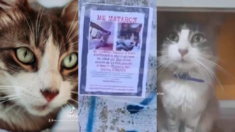 “Me acosté a descansar y no desperté más”: Tiktoker denunció envenenamiento de gatos en Hualpén