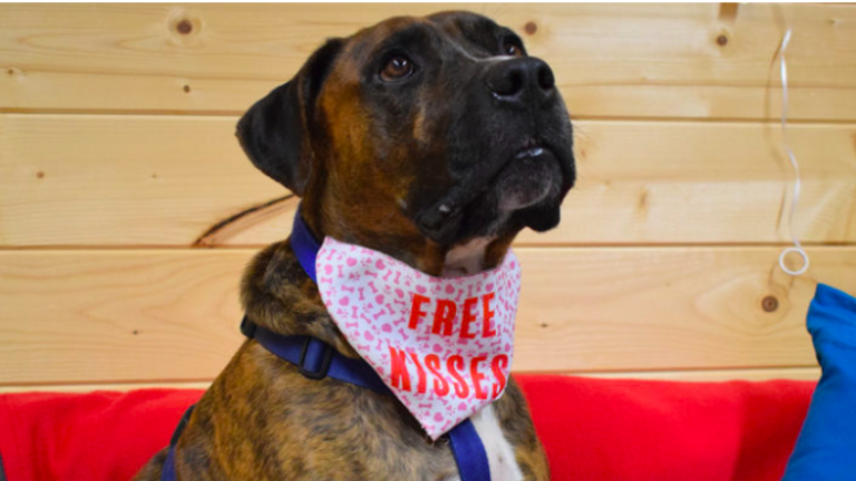 Refugio de animales en Inglaterra organizó fiesta para adoptar un perrito: Nadie llegó