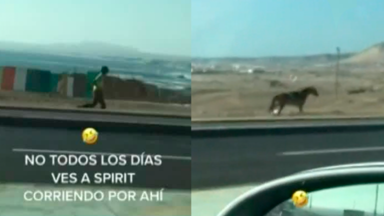 ¿Un corcel indomable? Caballo escapó de carabinero a orillas de una carretera