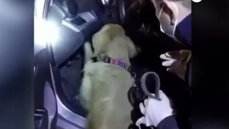 Condutor quedó en prisión preventiva: Perro policial encontró 11 kilos de drogas al interior de un vehículo