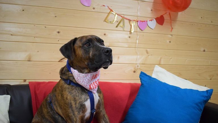 Perro lleva más de 200 días en un refugio y organizaron una fiesta para adoptarlo: Nadie asistió