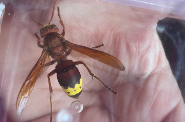 Reportan presencia de avispa oriental en comunas de la RM: ¿Son riesgosas para los humanos?