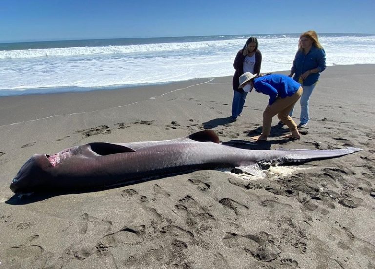 Tiburón varó en playa de Cobquecura: Se enteraron que era hembra cuando comenzó a tener sus crías