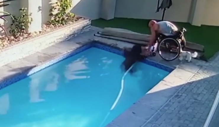 Se convirtió en héroe: Hombre en silla de ruedas salvó a su rottweiler de ahogarse en la piscina