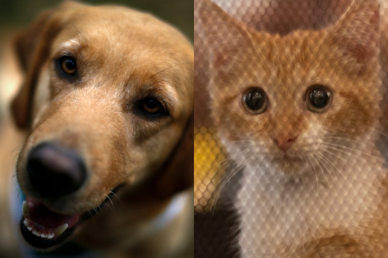 Estudio de población animal revela que en Chile hay 4 millones de gatos y perros abandonados