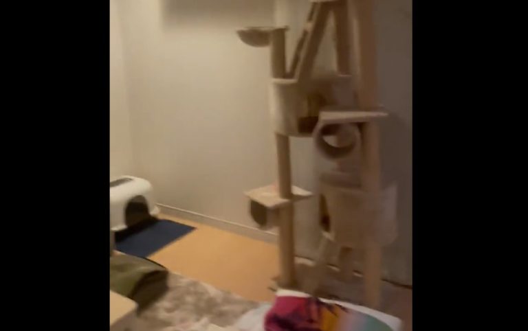 Youtuber japonés grabó el momento exacto del terremoto en Japón: 