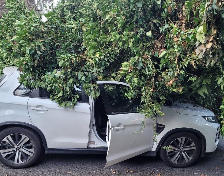 Pareja se salvó milagrosamente tras caída de un árbol a su vehículo: Venían de dejar a sus hijos al colegio