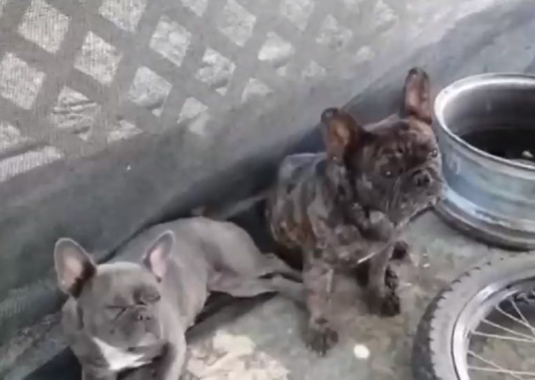 Alerta por aumento en robos de perros: Bandas buscan razas específicas