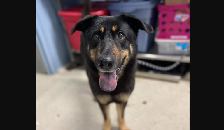 Busca un nuevo hogar: Familia abandonó a su perro porque pensaron que era gay