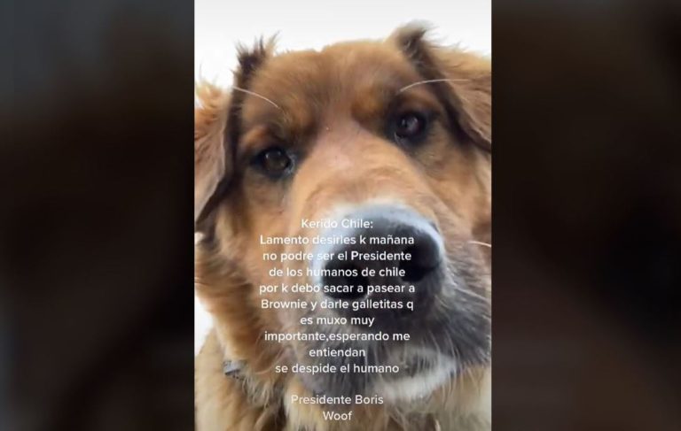 Ahora también en TikTok: Brownie se hace pasar por Boric en viralizado video
