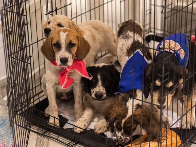 Pasa al borrador de la nueva Constitución: 