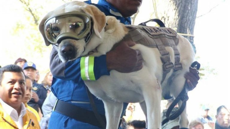 ¡Una verdadera heroína! Perrita rescatista se encuentra delicada de salud