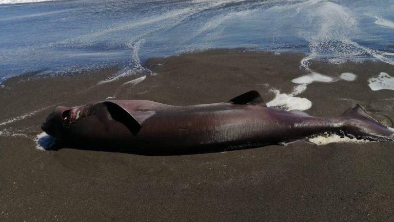 ¡Le dieron instrucciones por llamada! Civiles ayudan a tiburón que dio a luz en playa chilena