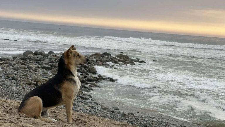 Historia de amor incondicional: Perrito visita a diario playa en donde falleció su dueño