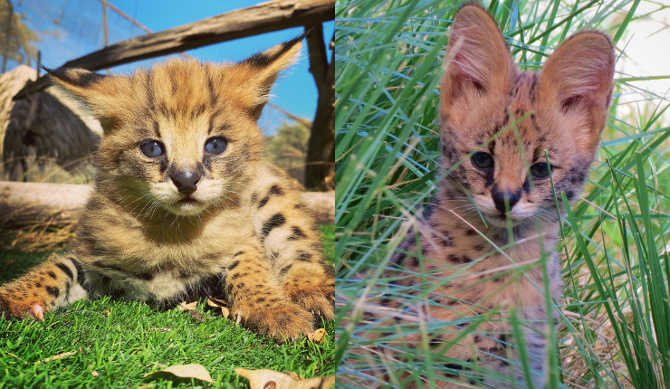 ¡Explosión de ternura!: Buin Zoo presenta dos nuevas crías de Servales y abre concurso para elegir sus nombres