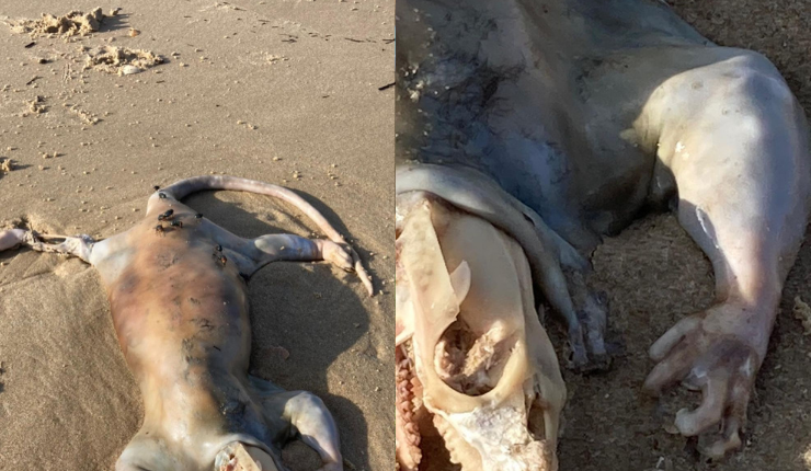 ¿Y él de qué planeta es?: Hombre encontró criatura de apariencia alienígena con brazos humanos en la playa