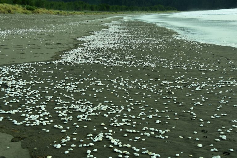 ¿Qué es la marea roja? Las toxinas marinas que pueden causar la muerte
