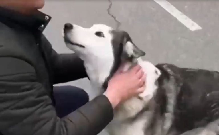 Separados por la guerra: El emotivo reencuentro de perro con su humano en Ucrania